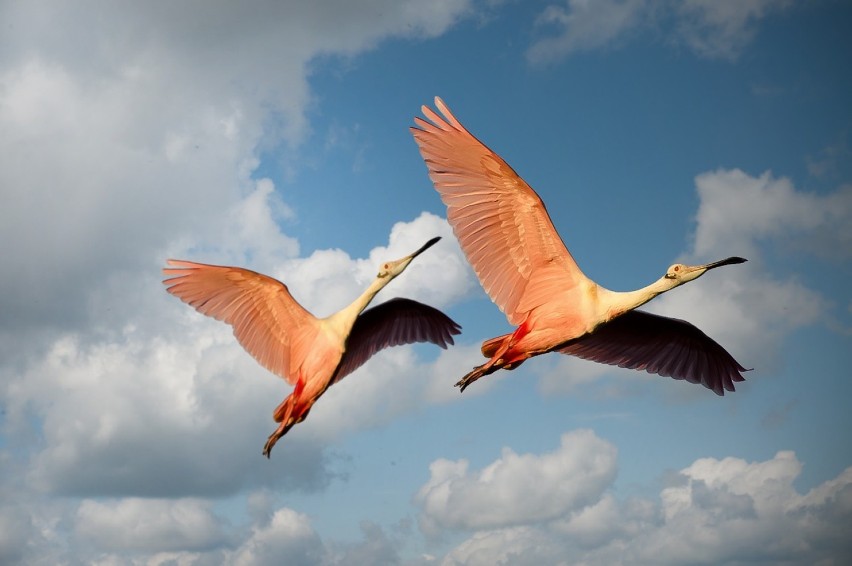 Flamingi. Piękne długonogie ptaki, żyjące w strefie klimatów ciepłych i gorących całego świata