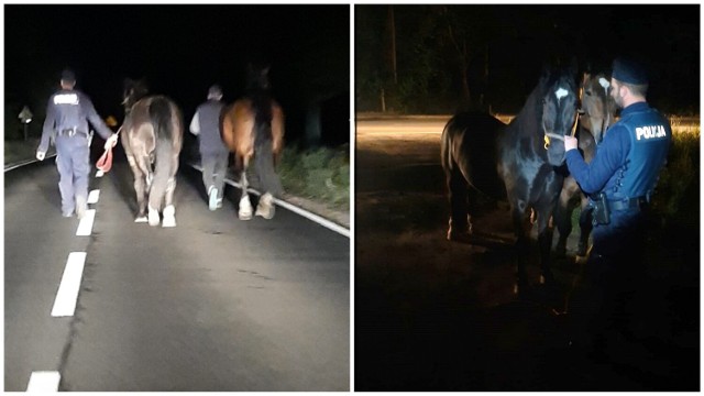Funkcjonariusze ustalili właściciela koni i wezwali go na miejsce. Wspólnie z nim odprowadzili zwierzęta do oddalonej o około trzy kilometry posesji