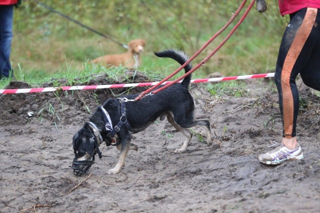 Pieski Bieg Charytatywny będzie miał 5 km. Trasa będzie wiodła ścieżkami Lasu Komunalnego w Grudziądzu. Zapisy do 18 sierpnia.