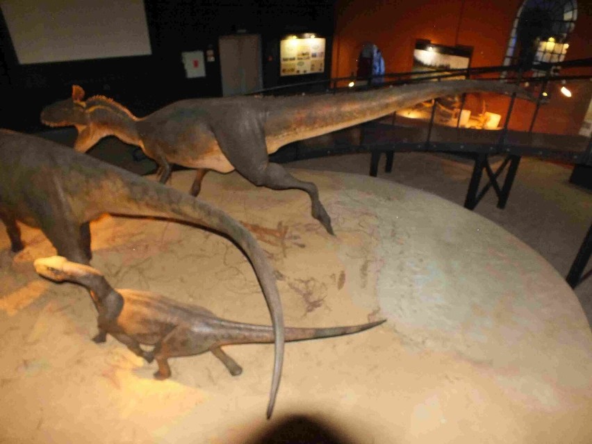 Otwarcie wystawy paleontologicznej w starachowickim muzeum