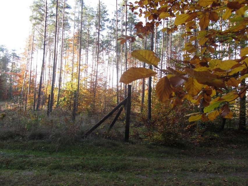 Jesień w powiecie człuchowskim. Kolejne zdjęcia naszych Czytelników
