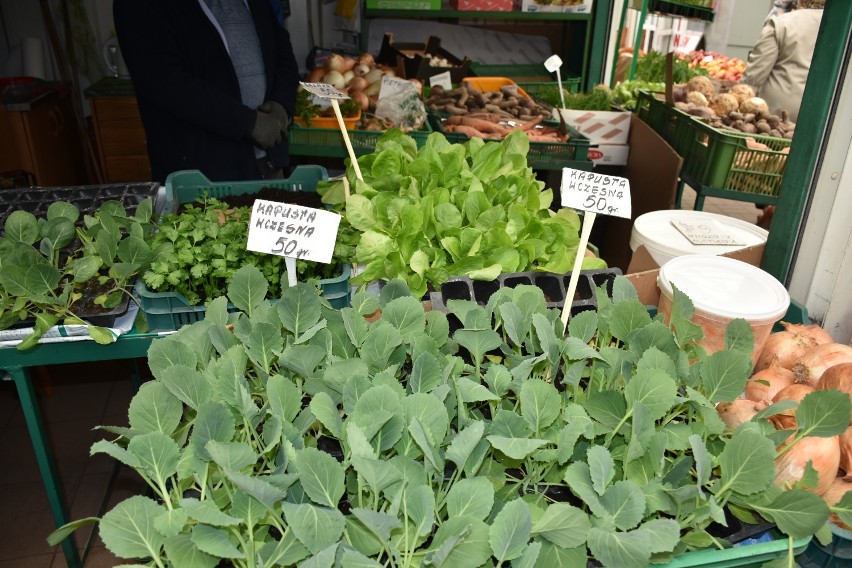 Chełm. Pelargonie, begonie, surfinie, petunie, a także duży wybór sadzonek warzyw na chełmskim bazarze. Zobacz zdjęcia 