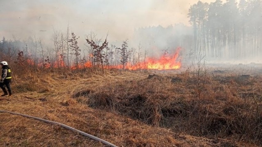 Pożar w Nadleśnictwie Włodawa. Spłonęły 33 hektary lasu. Zobacz zdjęcia