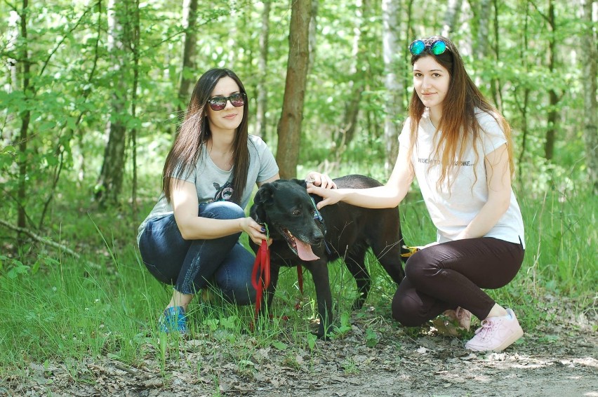 Jeśli ktoś szuka przyjaciela czworonoga, najpiękniejsze psy...