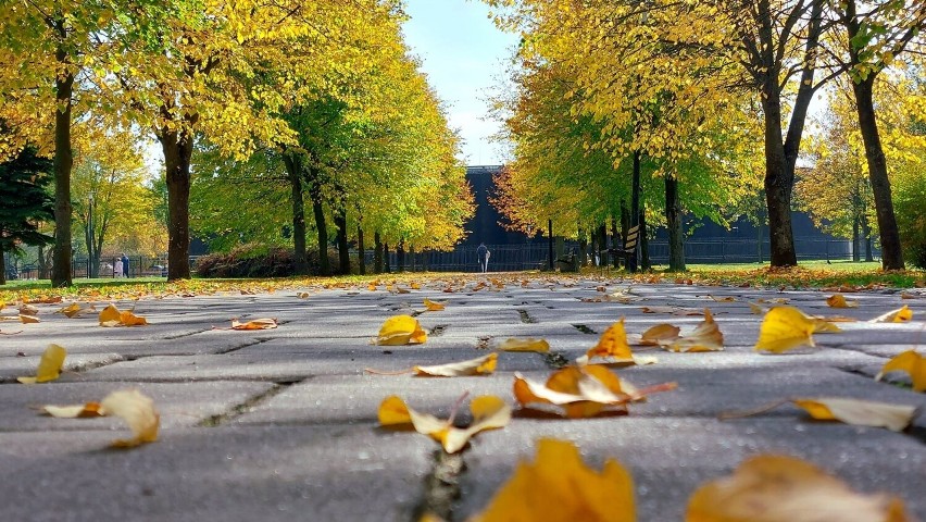 Piękna jesień 2023 w Parku-Zdrojowym w Busku-Zdroju....
