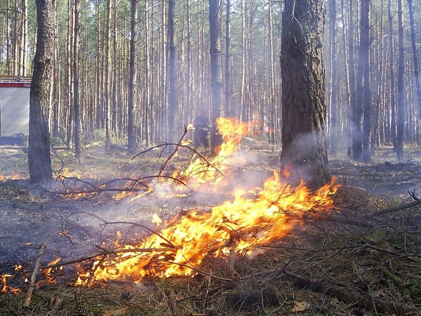 Pożar wybuchł w lesie koło Jeleńca. Z ogniem walczyły...