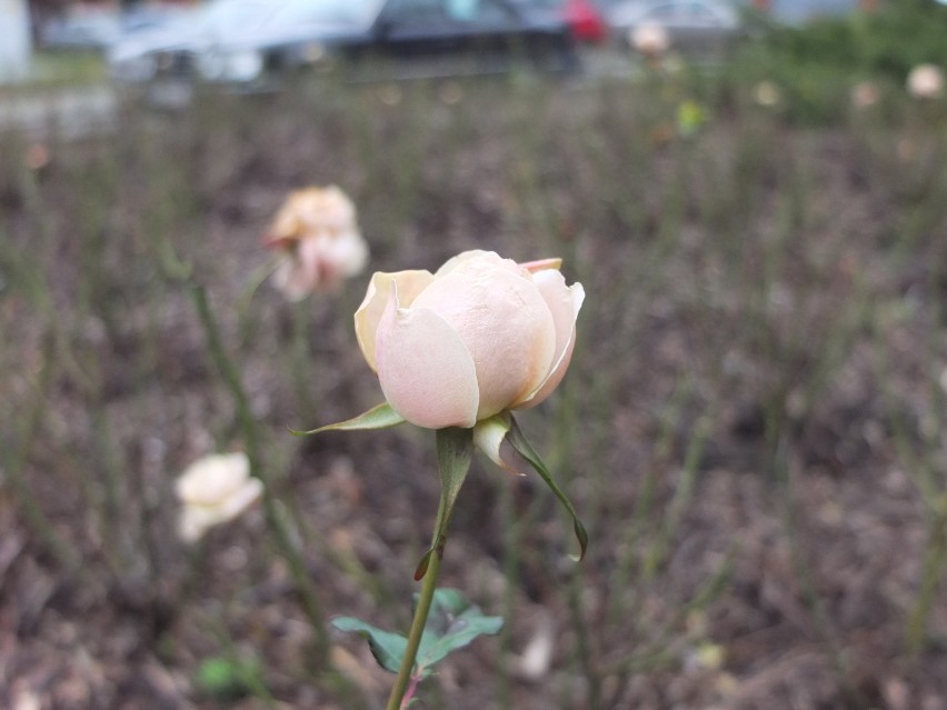 Róże zakwitły zimą w Opolu. I to nie jedna! [wideo, zdjęcia]