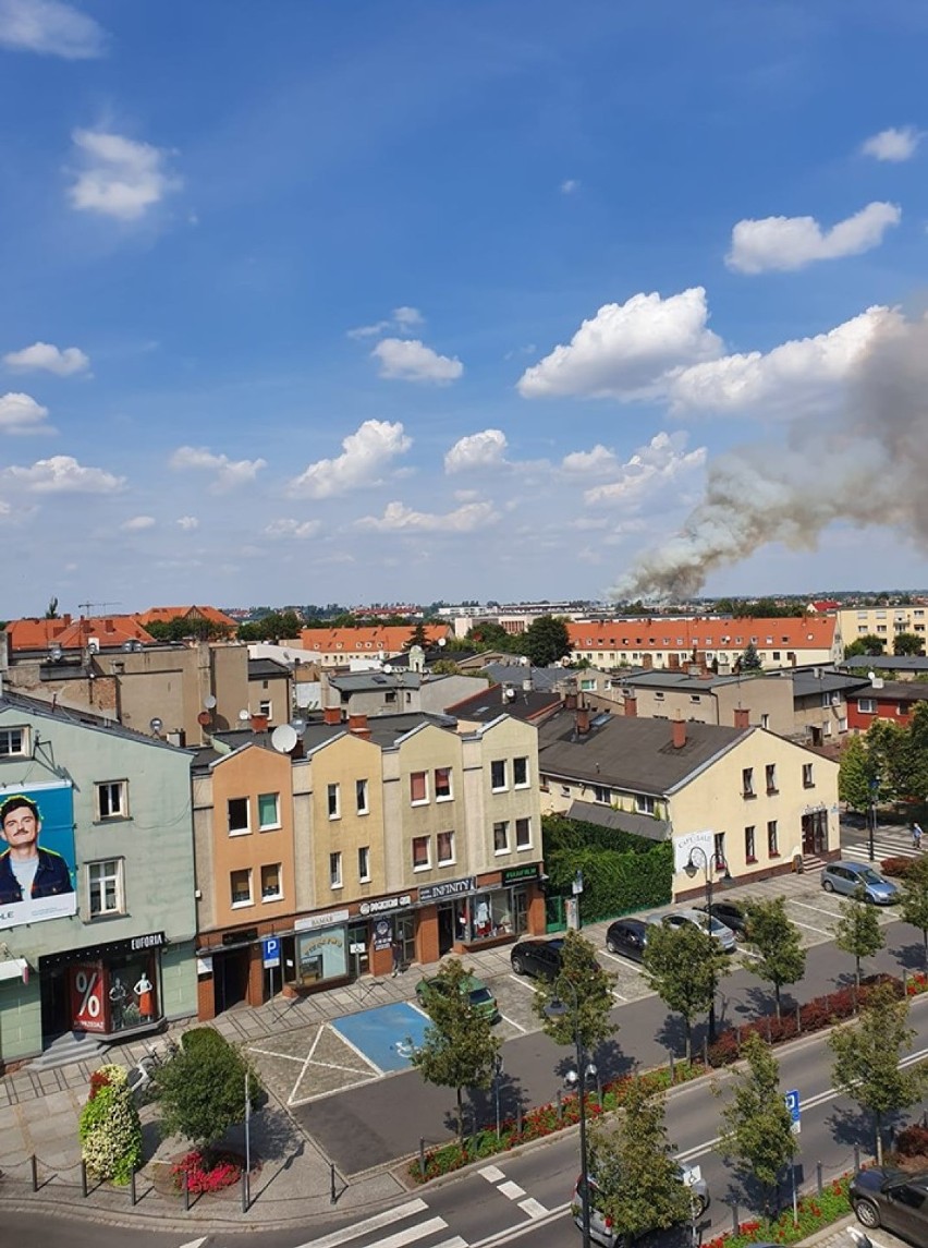 Groźny pożar lasu w Sokołowie. Na miejscu było wiele jednostek strażackich