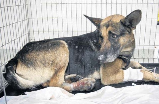 Pies, który wpadł we wnyki w lesie koło Bruskowa, kilka kolejnych dni spędzi w klinice weterynaryjnej.  Przeżyje. Szuka swojego pana lub nowego opiekuna