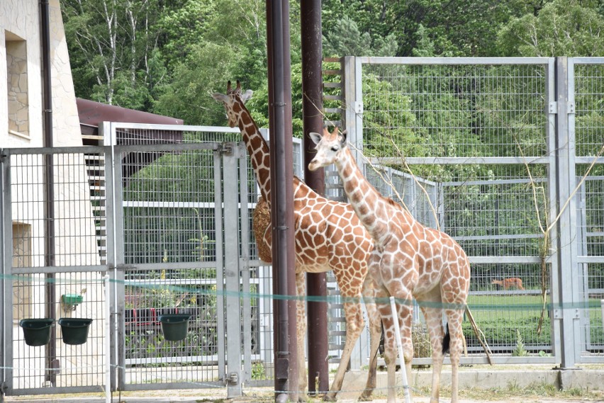 Najwięksi domownicy chorzowskiego zoo