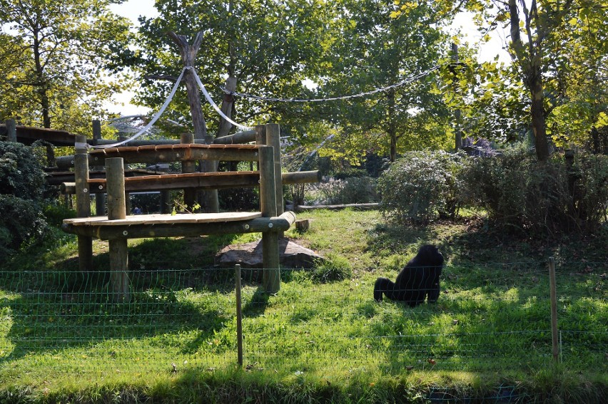 Goryle w opolskim zoo od niedawna mają plac zabaw na...