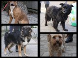 Podaruj dom psom ze schroniska w Łodzi. Te psiaki czekają na swoje nowe rodziny w łódzkim schronisku 