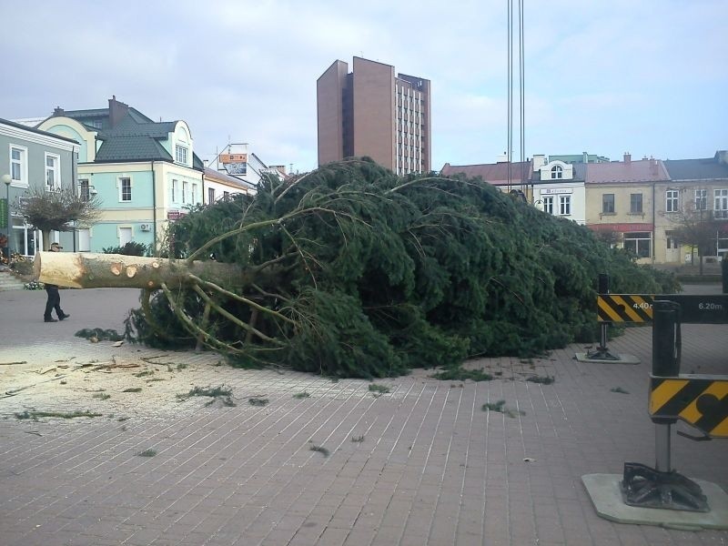 Drzewo przygotowane. Dźwig rozpoczyna podnoszenie.