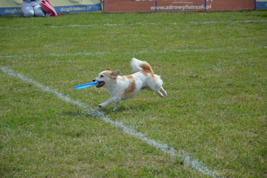 "Latające psy" 2018 w gdyńskim Parku Kolibki, czyli emocjonujące zawody w dogfrisbee