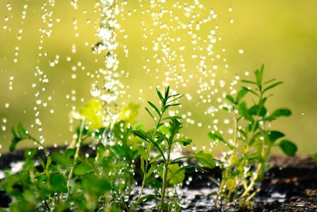 Hydrożele to specjalne granulki lub proszek, które miesza się z ziemią. Zapewniają one lepsze utrzymanie wilgotności gleby.