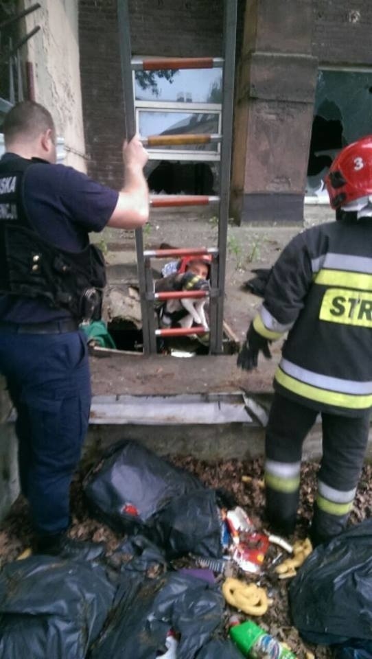 Strażacy uratowali zwierzę, schodząc do piwnicy po drabinie.