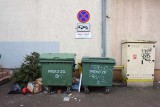 Zielona Góra. Kiedy zacznie się wywóz odpadów zielonych? A kiedy ZGK odbierze wielkie gabaryty z Twojego sołectwa czy ulicy? [HARMONOGRAM]