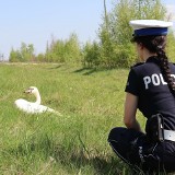 Łabędź znalazł się w niezłych tarapatach. Pomogła bytowska policjantka