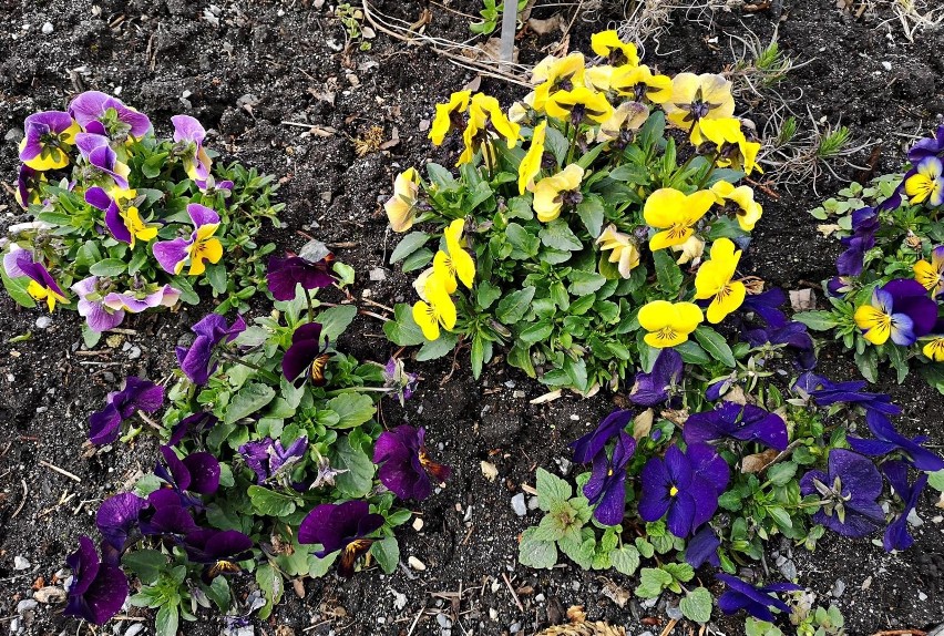 Kraków. Ogród Botaniczny rozkwita na wiosnę. Jest coraz piękniej [ZDJĘCIA]