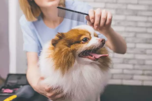 Niektóre psy po wizycie u groomera odzyskują dawny blask, a inne przechodzą niewiarygodne metamorfozy! Zobacz na kolejnych zdjęciach, jaką zmianę przeszły psiaki w rękach koreańskich psich fryzjerów!