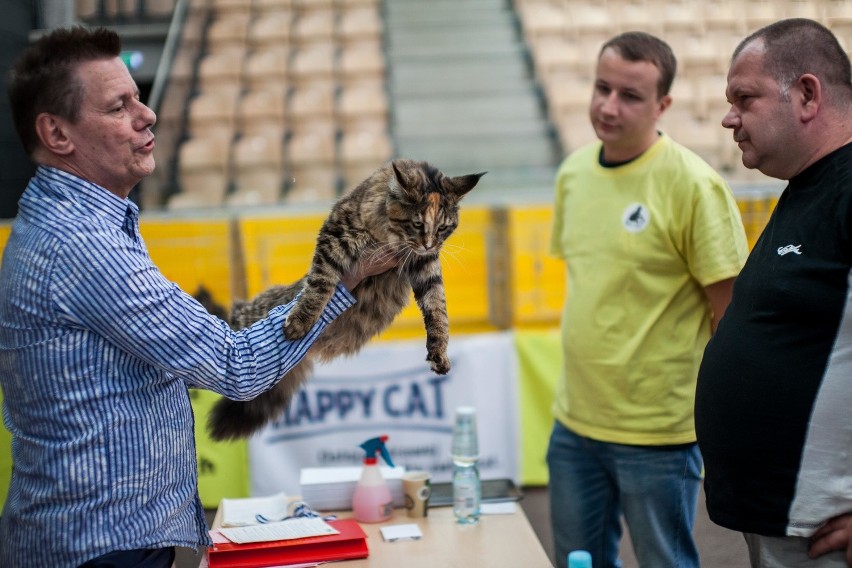 Pokaz kotów rasowych
Artego Arena pokaz kotów rasowych