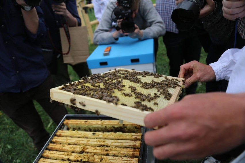 W kilku miastach Polski powstały już pasieki na dachach...