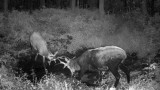 Walka treningowa jeleni szlachetnych w lesie pod Częstochową. Kolejny niezwykły film zarejestrowany przez Leśnego Kawalera