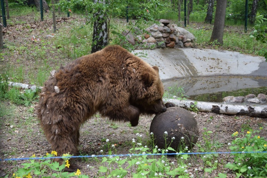 Uratowane niedźwiedzie z Ukrainy po raz pierwszy wyszły na...