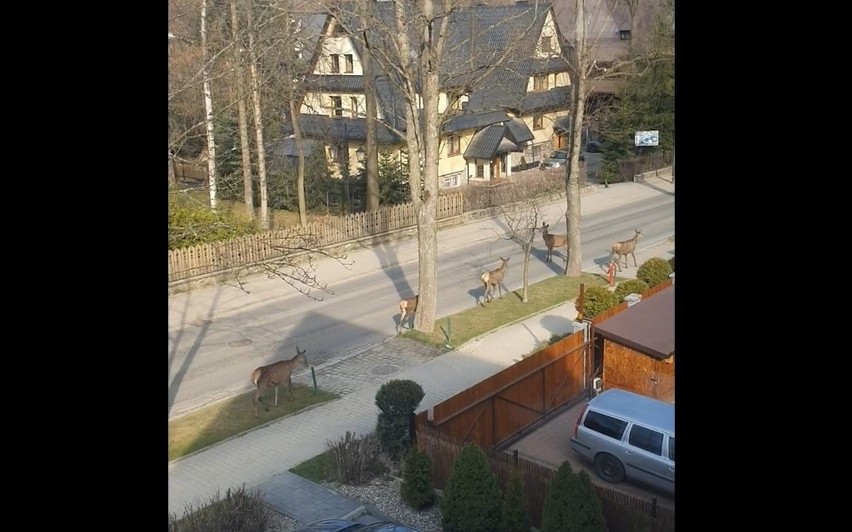 Łanie w Zakopanem sprawdzają, gdzie się podziali ludzie i ich samochody 