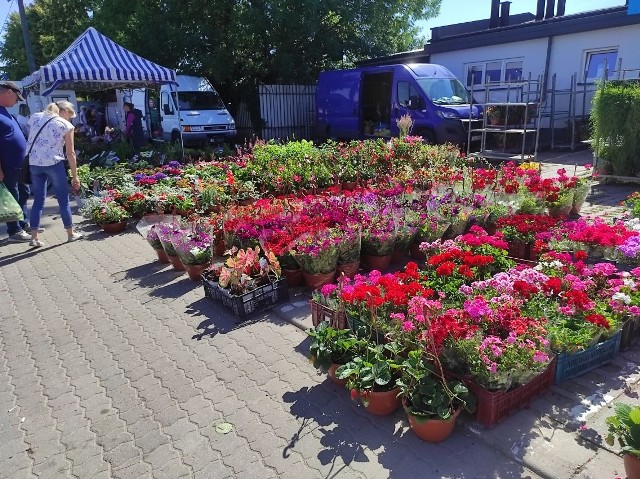 Piękne kwiaty, drzewka, ogromny wybór sadzonek oraz akcesoriów do ogrodu. Wszystko to cieszyło się w sobotę 18 czerwca dużym zainteresowaniem kupujących na giełdzie w Sandomierzu. Zobacz, jaki był wybór>>>>