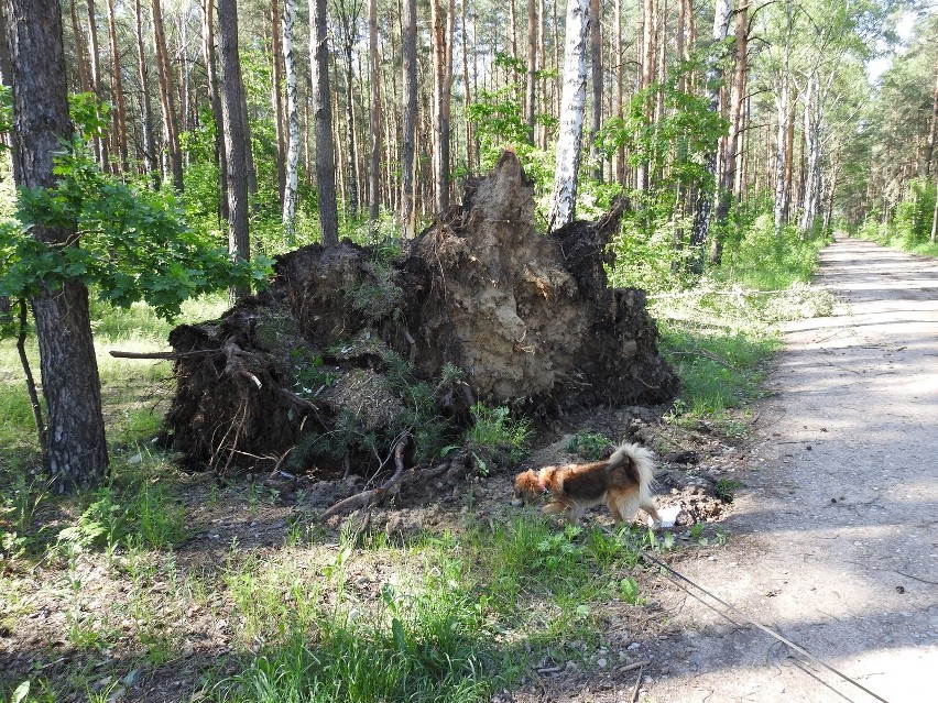 Małkinia Górna. Burza wyrządziła szkody na cmentarzu wojennym. Zdjęcia