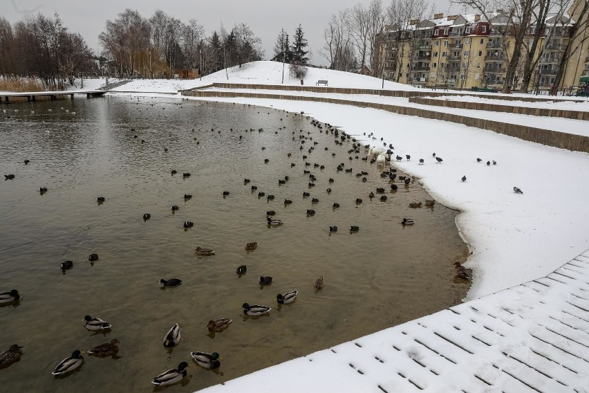 Kraków. Zamarznięta Wisła, zalewy i stawy. Zobacz, jak w pełni zimy wyglądają akweny wodne [ZDJĘCIA]