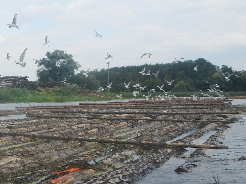 Ptaki wodne na bydgoskiej Brdzie (zobacz zdjęcia)