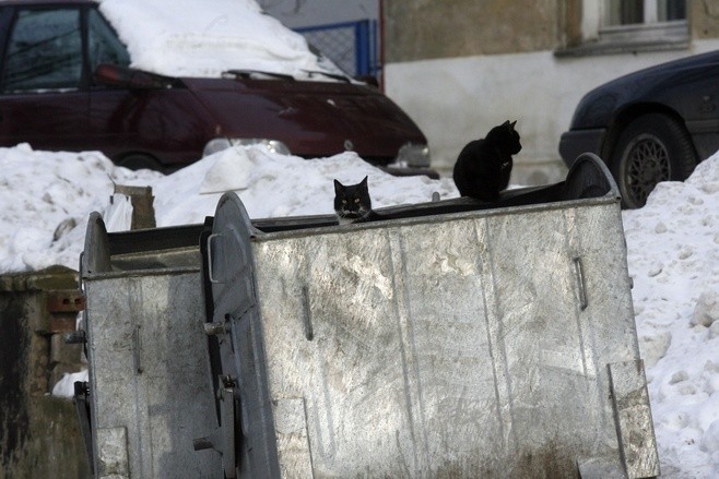 Gdańsk i fundacja KOTangens dbają o bezdomne koty i rozpoczynają kampanię informacyjną. Sprawdź, jak możesz pomóc wolno bytującym kotom