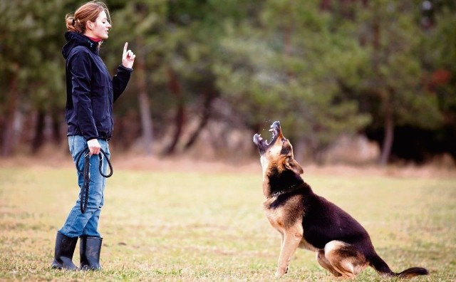 "Dawania głosu" należy uczyć psa dopiero po ułożeniu go w zakresie elementarnego posłuszeństwa