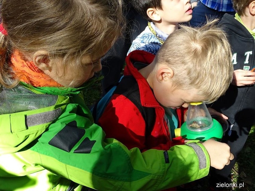 Półdziki skwer w Zielonkach pod lupą najmłodszych odkrywców przyrody