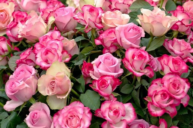 Jakie sadzonki róż wybrać do ogrodu | Gazeta Krakowska