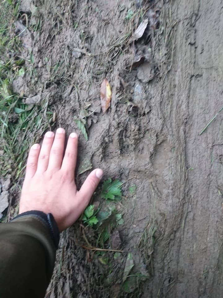 Krynica-Zdrój. W krynickich lasach pojawił się niedźwiedź, a w Tyliczu fotopułapka zarejestrowała watahę wilków [ZDJĘCIA, WIDEO]