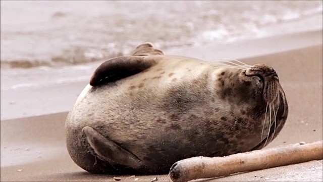 Foka, zwana celebrytką, na jednej z plaż na Mierzei Wiślanej