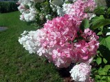 Niezwykłe hortensje bukietowe - kwitnące krzewy do ogrodu. Jak je uprawiać i pielęgnować
