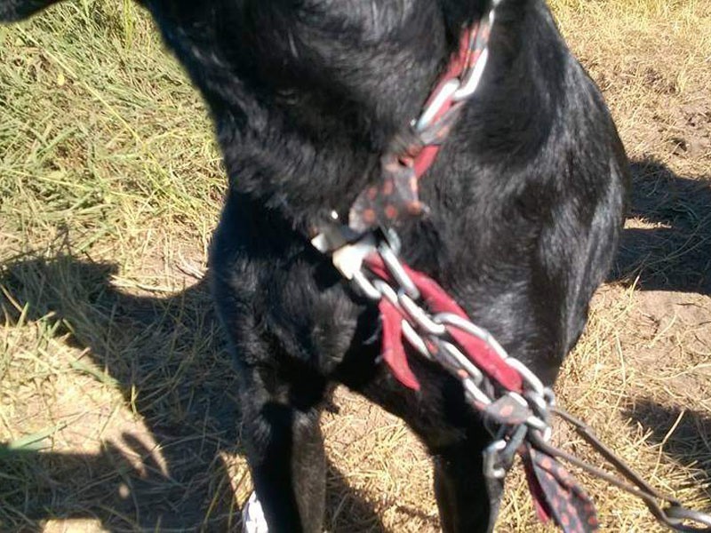 Pies przywiązany krowim łańcuchem do pala na środku pola [zdjęcia]