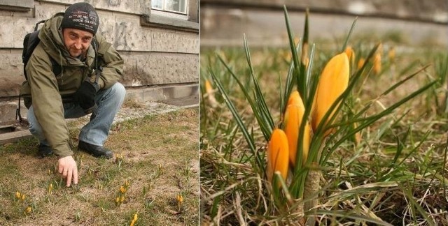 - Wiosna jest w Radomiu już od dawna, przed gmachem Urzędu Miejskiego zakwitły krokusy &#8211; mówi ornitolog Jacek Słupek.
