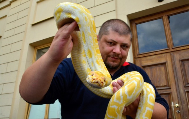 Bartłomiej Gorzkowski, kierownik egzotarium z ulicy Metalurgicznej, prezentuje węża, którego zobaczymy na pikniku