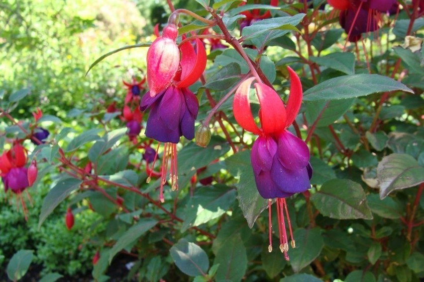 Kwiaty fuksji dały nazwę modnego koloru.