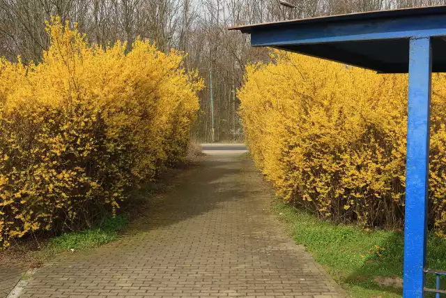 Stacja Mietków na linii kolejowej z Wrocławia do Jeleniej Góry. Przez 2-3 tygodnie zachwyca pięknie kwitnącymi forsycjami