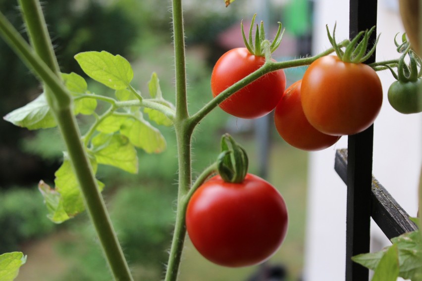 Jak i jakie warzywa uprawiać na balkonie? Zostań "rolnikiem" w bloku