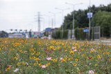 Kraków. Trwa akcja rozdawania nasion "Dopraw miasto zielenią". To mieszanka jadalno-kwietna