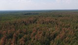 Fatalne skutki gradobicia w lasach w okolicach Oleszyc. Około połowa sadzonek w szkółce jest zniszczona [ZDJĘCIA] 