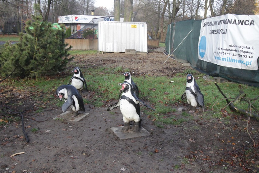 Nowy wybieg dla pingwinów w śląskim zoo