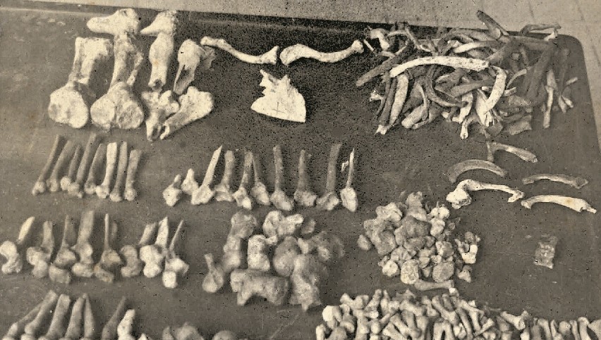 Część ludzkich kości odnalezionych na terenie posesji Karla...